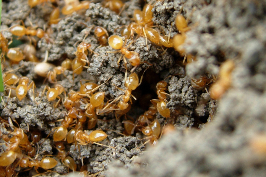 Lasius (Chthonolasius) sp. (gruppo umbratus)